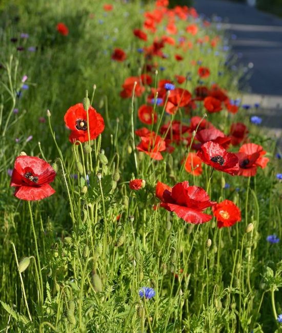 FlowerTex flowered Wildflower seed mat