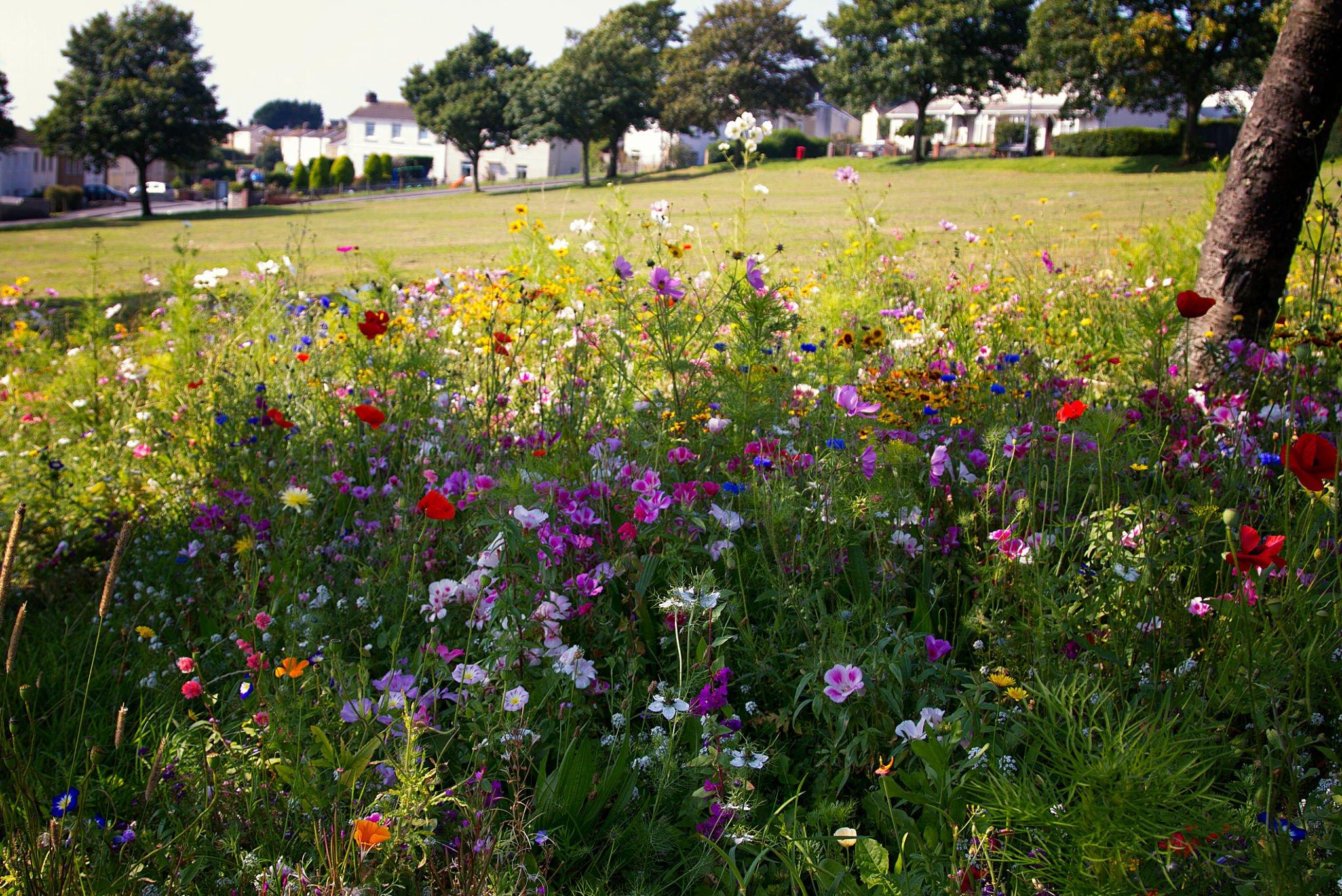 Large-scale wildflower installation in a public setting