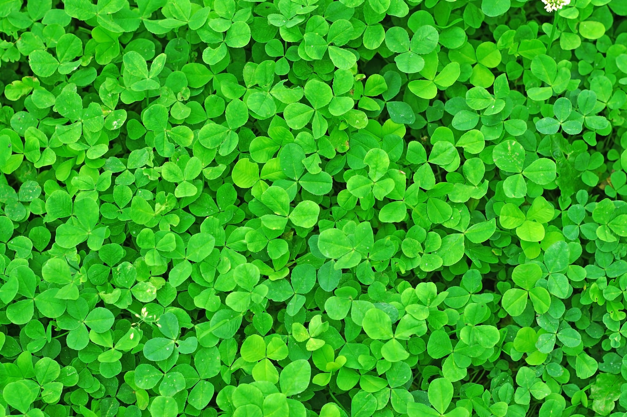 Premium Microclover Seeds For Lush And Sustainable Lawns premium-microclover-seeds-for-lush-and-sustainable-lawns