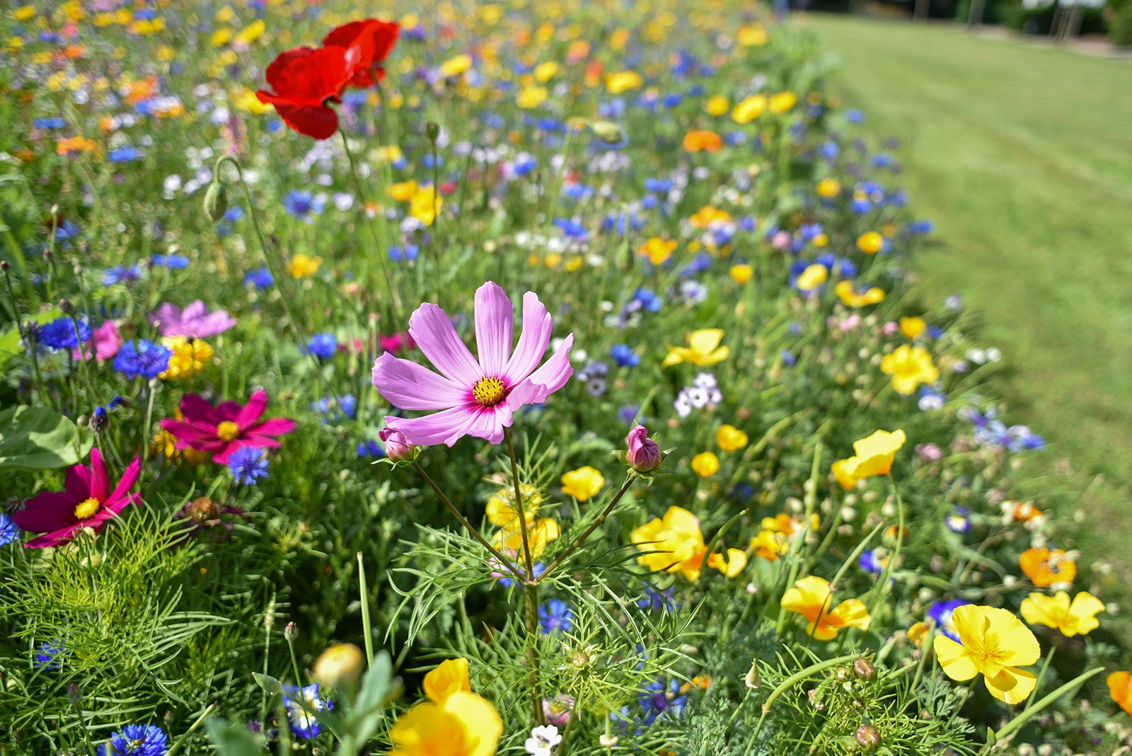 The Ultimate Guide to Successfully Sowing Wildflowers