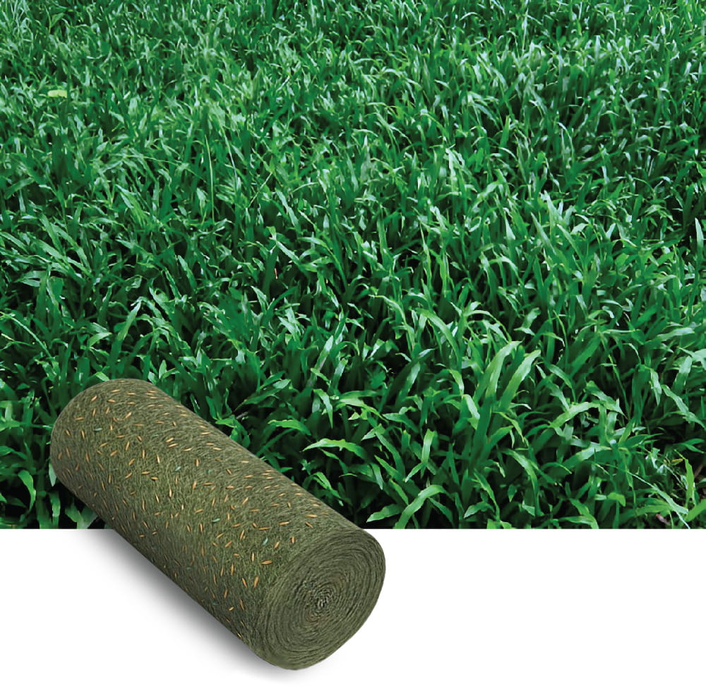 Carpetgrass Axonopus