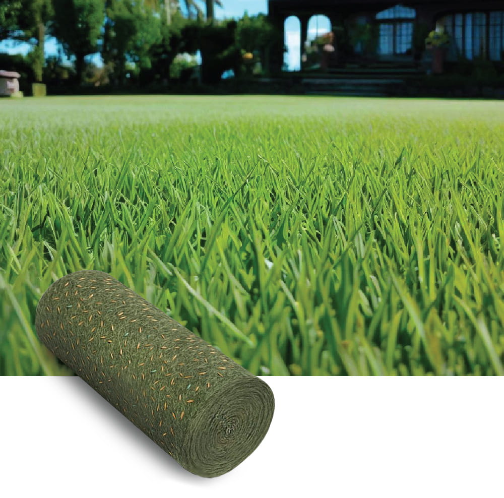 Bahia Grass Paspalum