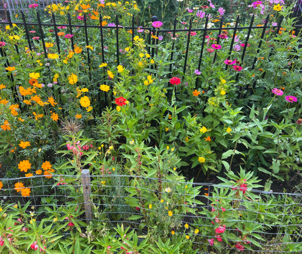 Zinnia Mix in a private garden bed or container setting