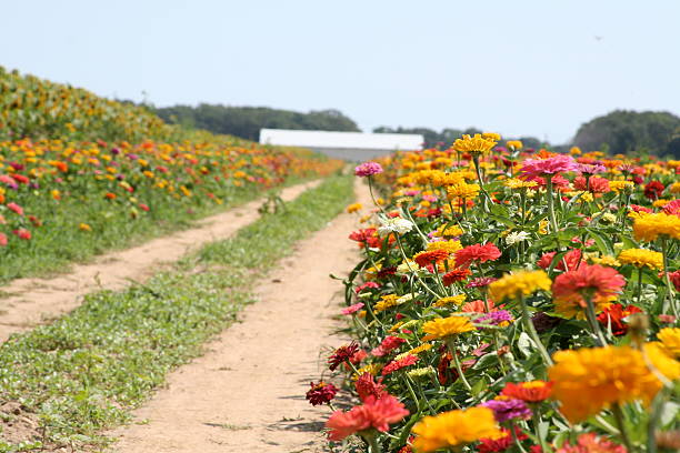 Zinnia Mix installation delivering vibrant summer colour in a public setting