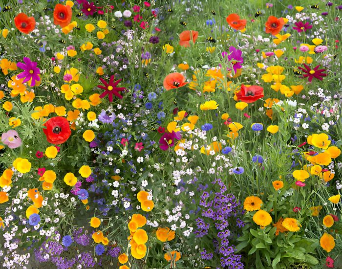 perennial wildflowers