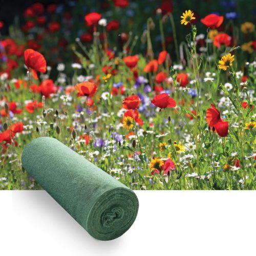 Annual wildflowers