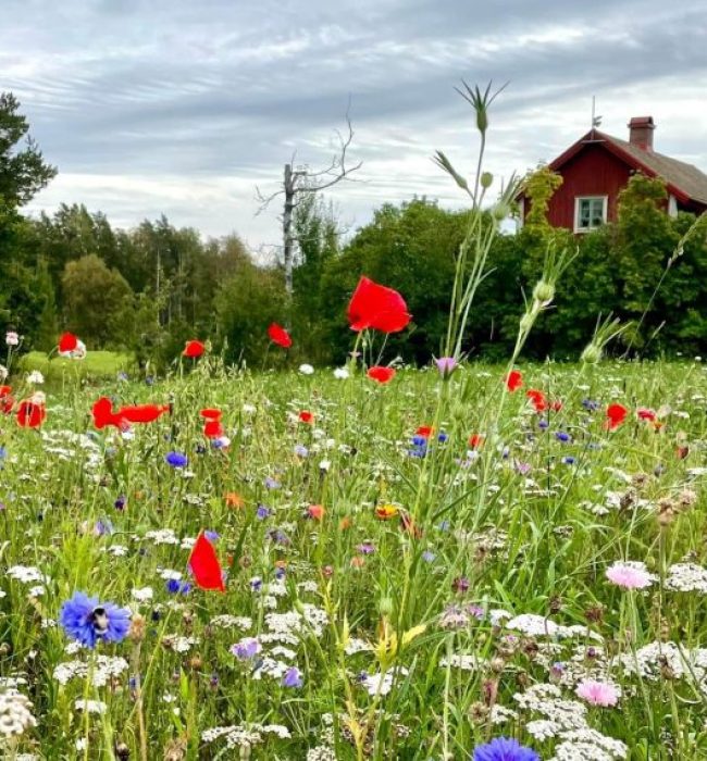 Create a wildflower with seed mat Create a wildflower with seed mat