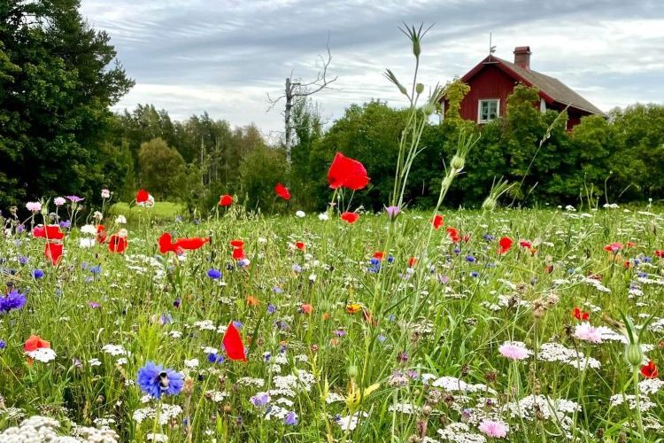 Create a wildflower with seed mat