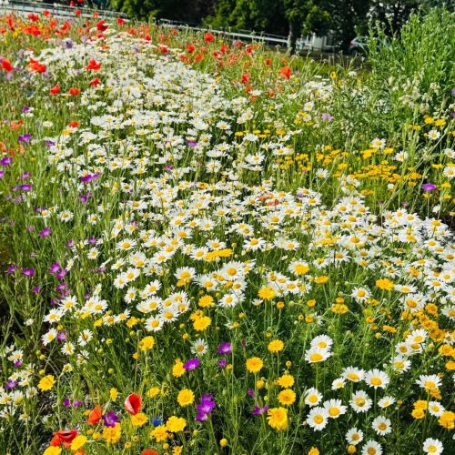 wildflowers_2025_09