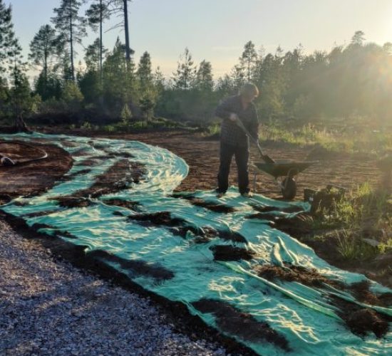 Lightly cover with soil