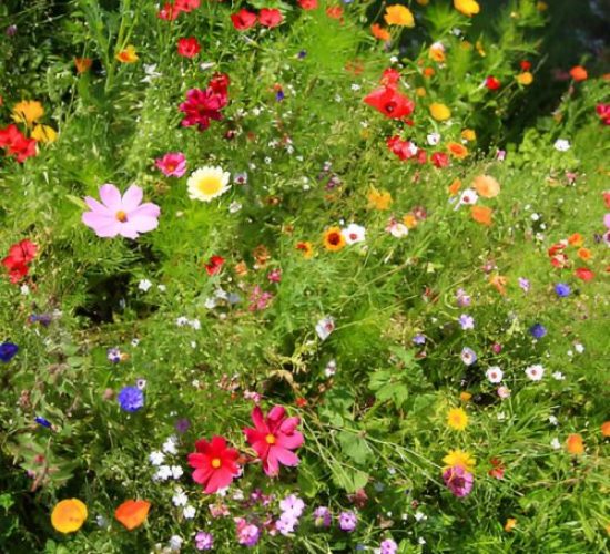Mowing and seed dispersal