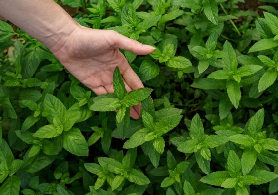 Oregano harvesting