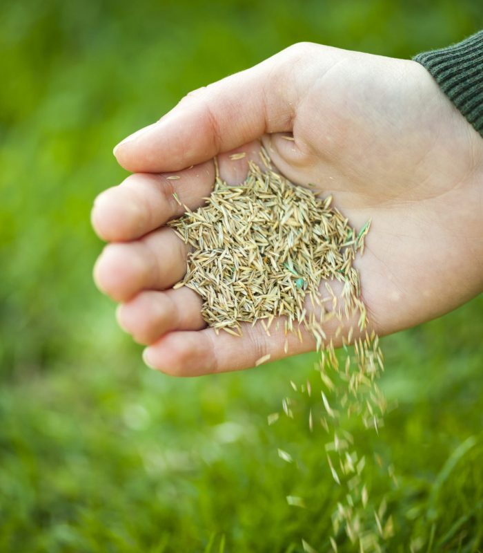 Overseeding grass seed