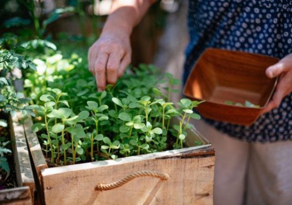 Purslane harvest