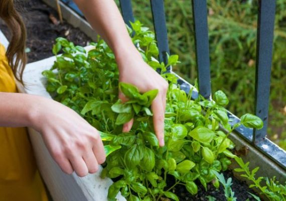 basil harvest