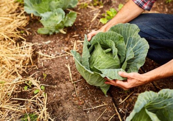 cabbage harvest