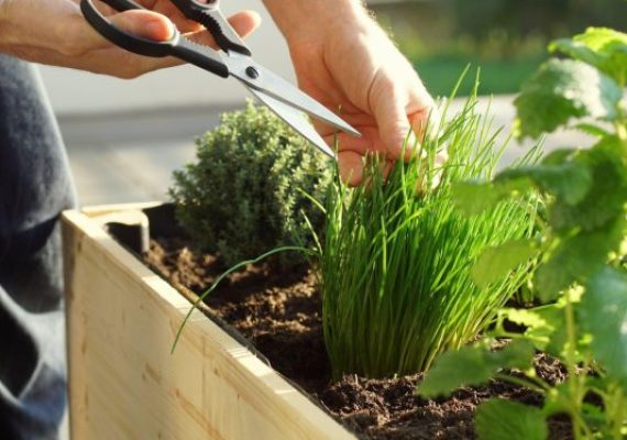 chives harvesting