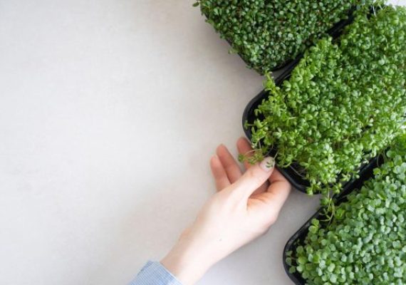 cress harvesting