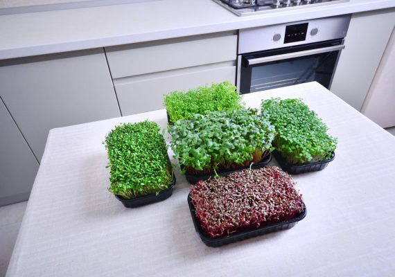 cress in the kitchen