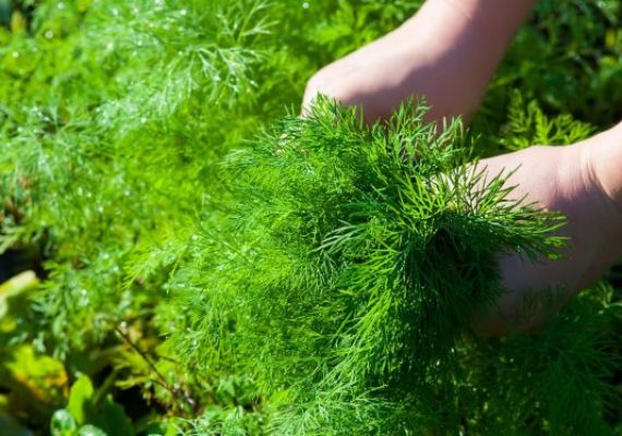 dill harvesting