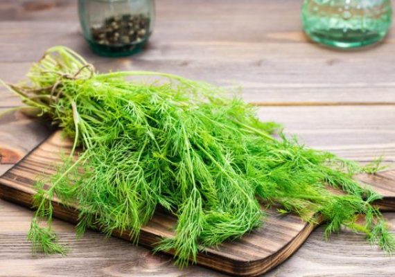 dill cress in the kitchen