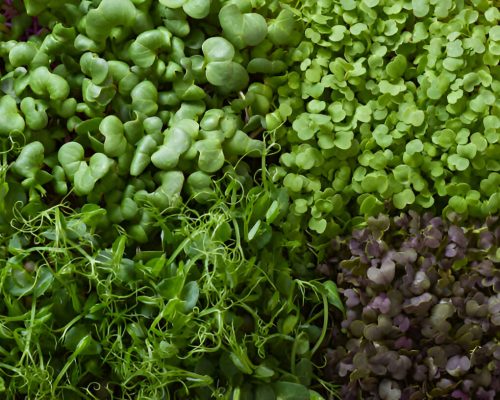herbs - herbtext