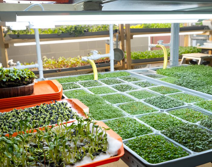 indoor farming - herbtex