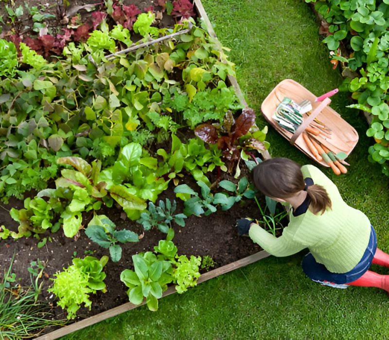 landscape fabric and Organic garden beds