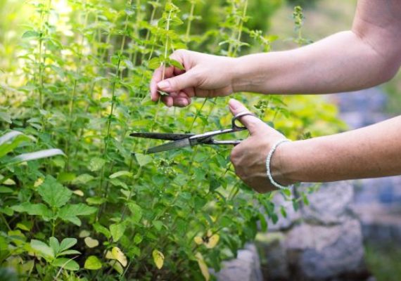 marjoram harvesting