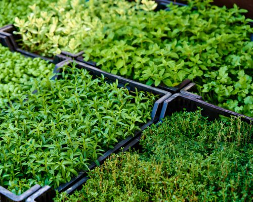 microgreens mats growing