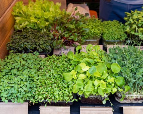 microgreens mats