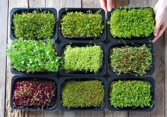 microgreens seeds