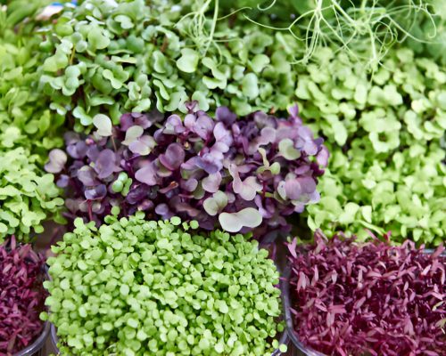 microgreens seeds