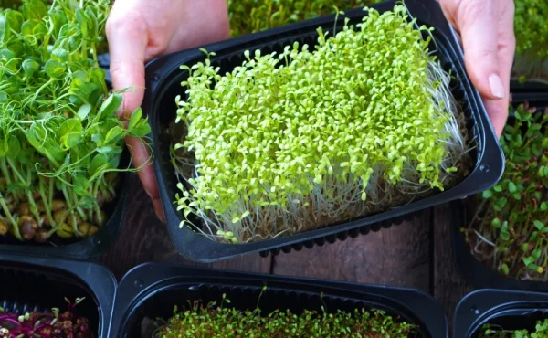 microgreens mat