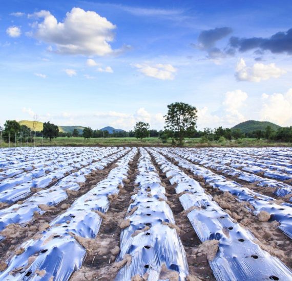 mulch film