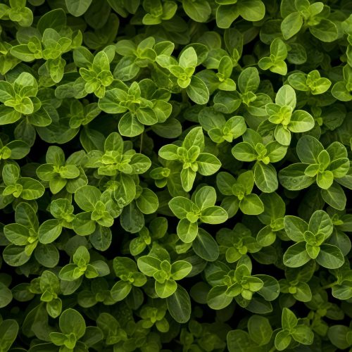 oregano seeds