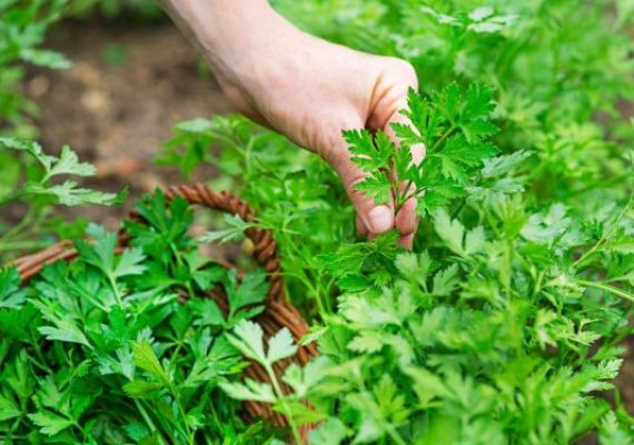 parsley harvest