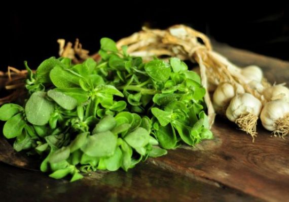 purslane in the kitchen