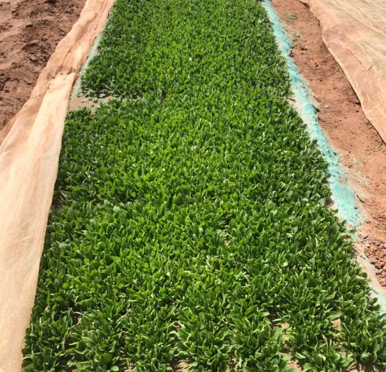 soil biodegradable mulch film installed