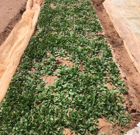 soil biodegradable mulch film not installed