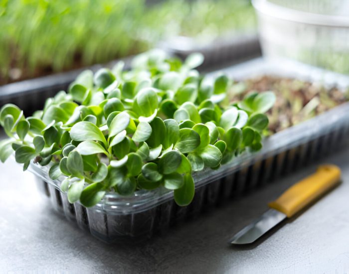 vegetables - herbtex mat