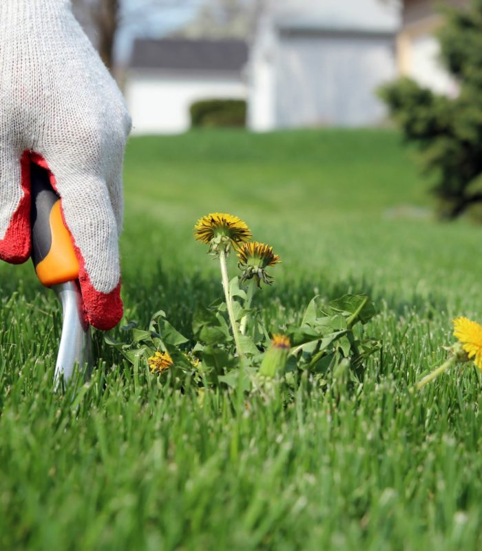 weed your lawn