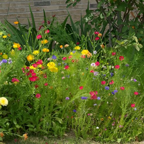 wildflowers_2025_01