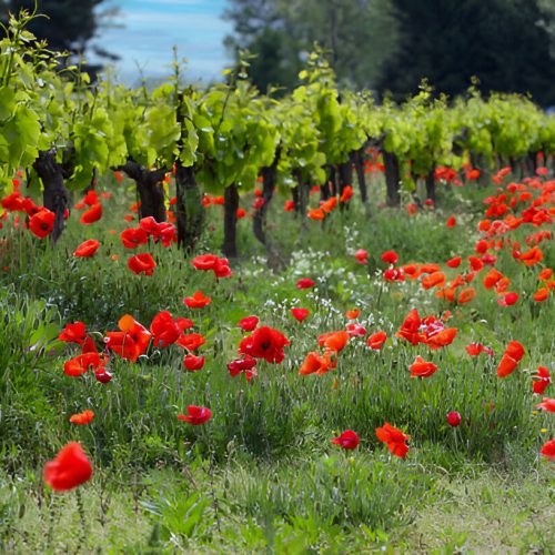 wildflowers_2025_08